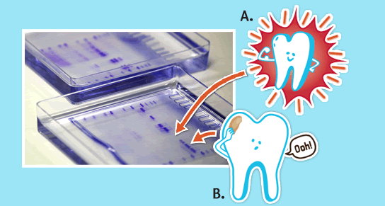 More About Proteins A and B More About Proteins A and B